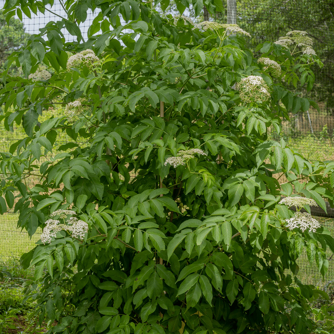 American Black Elderberry (Sambucus canadensis) - Image 3