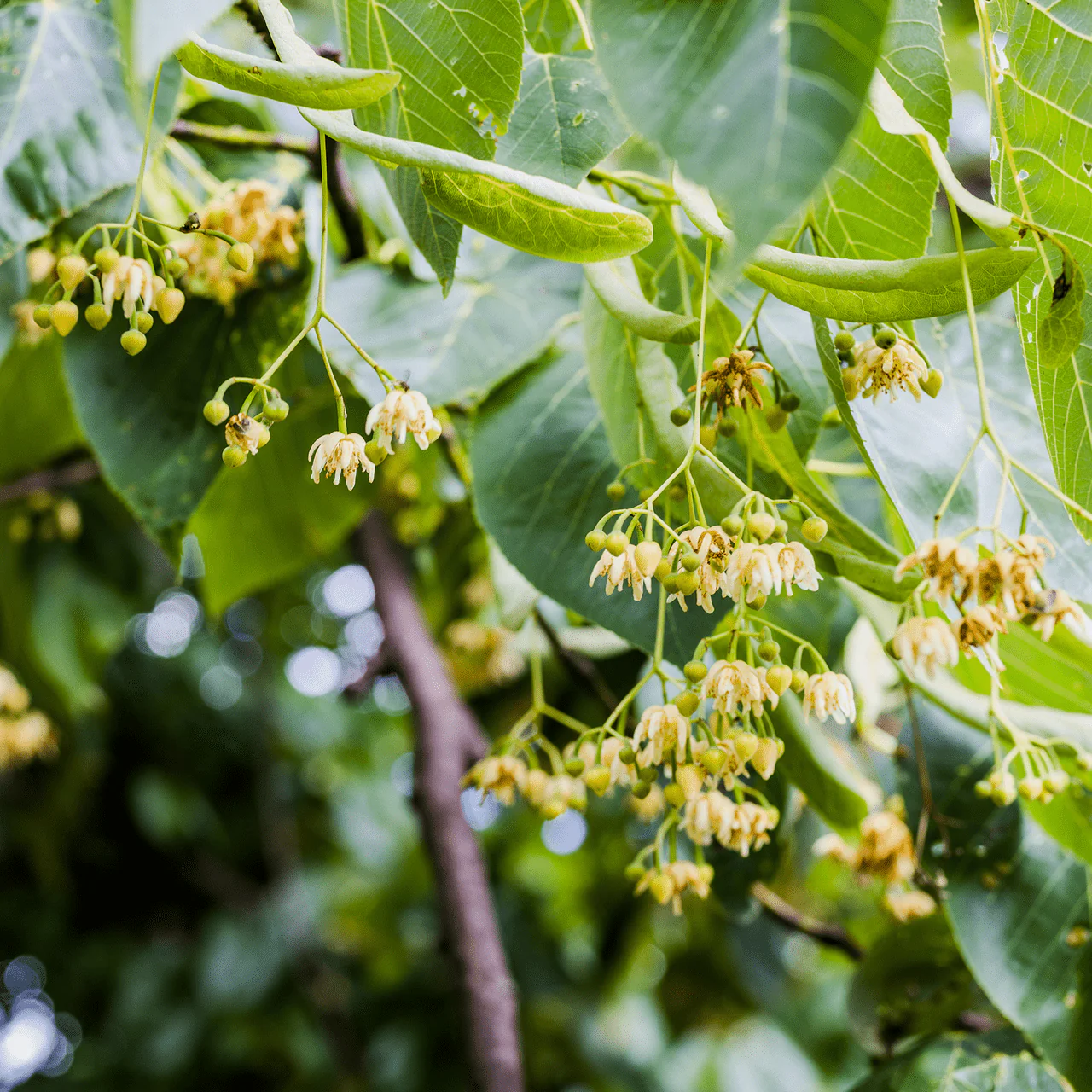 American Linden; American Basswood (Tilia americana) - Image 3