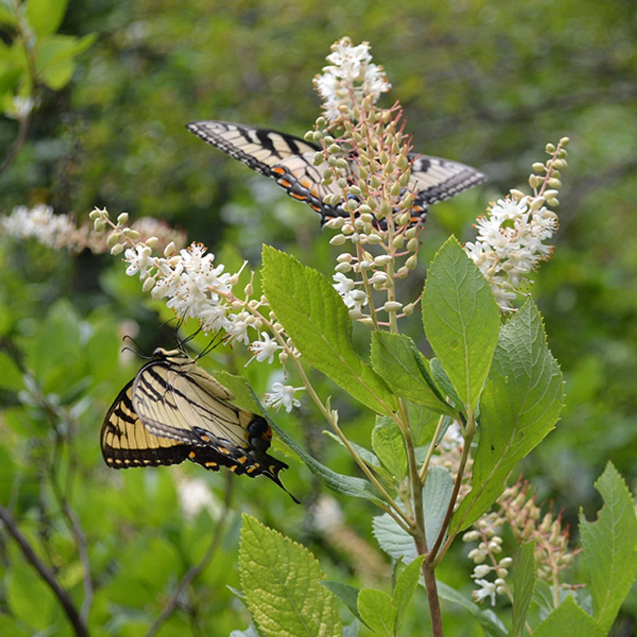 Bare Root Sweetpepper Bush; Summersweet (Clethra alnifolia) - Image 3