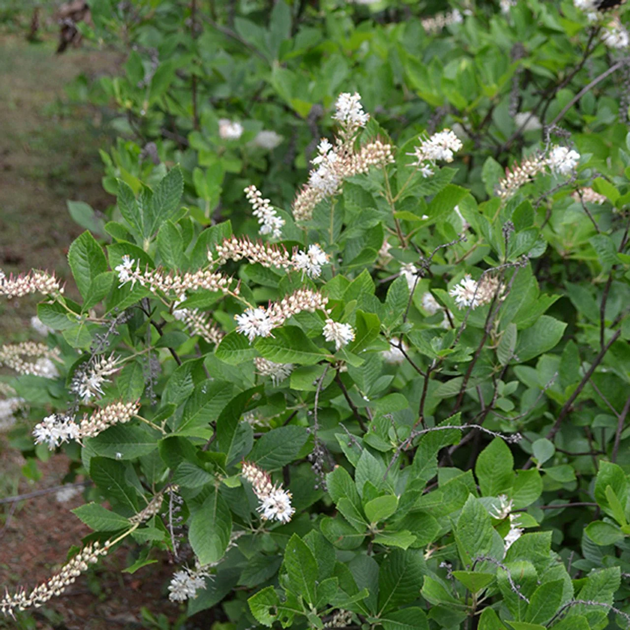 Bare Root Sweetpepper Bush; Summersweet (Clethra alnifolia) - Image 4
