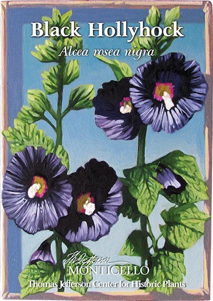 Black Hollyhock Seeds (Alcea rosea nigra) - Image 4