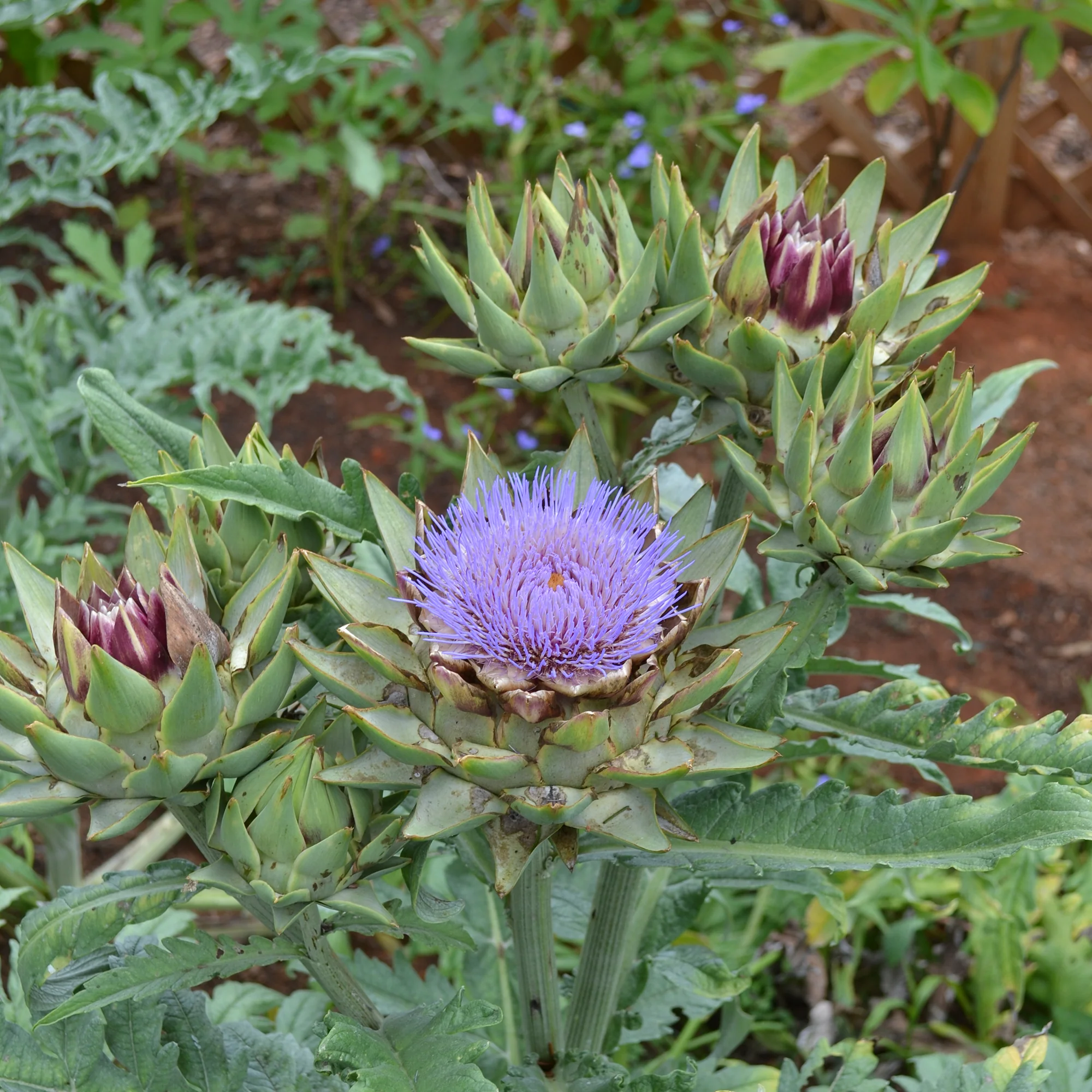 Cardoon Seeds (Cynara cardunculus) - Image 3