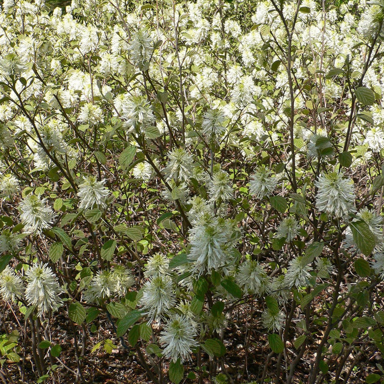 Dwarf Witch Alder (Fothergilla gardenii) - Image 4