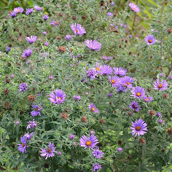 New England Aster (Symphyotrichum novae-angliae) - Image 3
