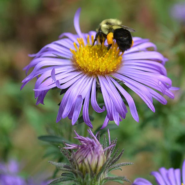 New England Aster (Symphyotrichum novae-angliae) - Image 4
