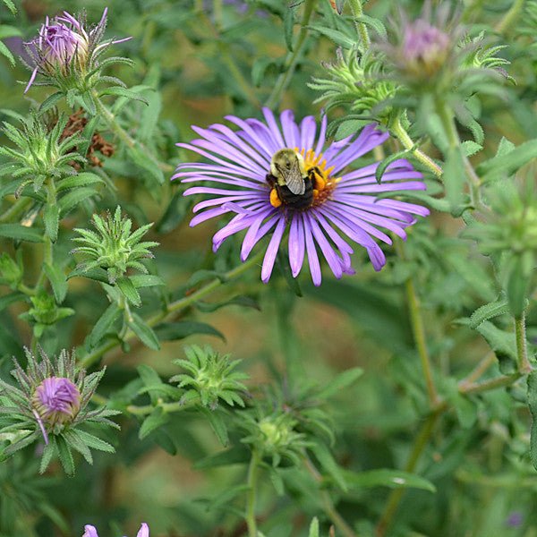 New England Aster (Symphyotrichum novae-angliae) - Image 5