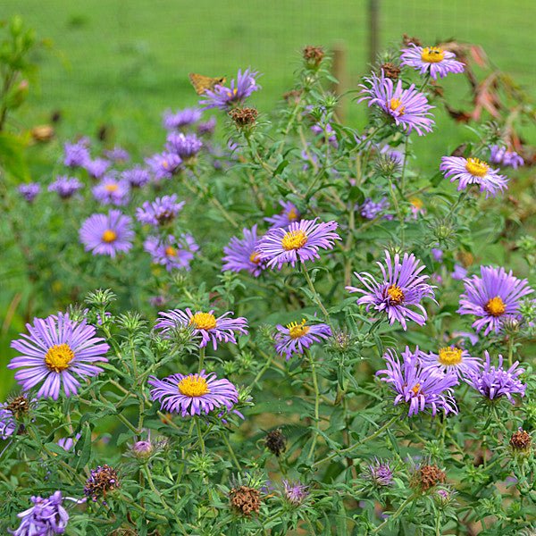New England Aster (Symphyotrichum novae-angliae) - Image 6