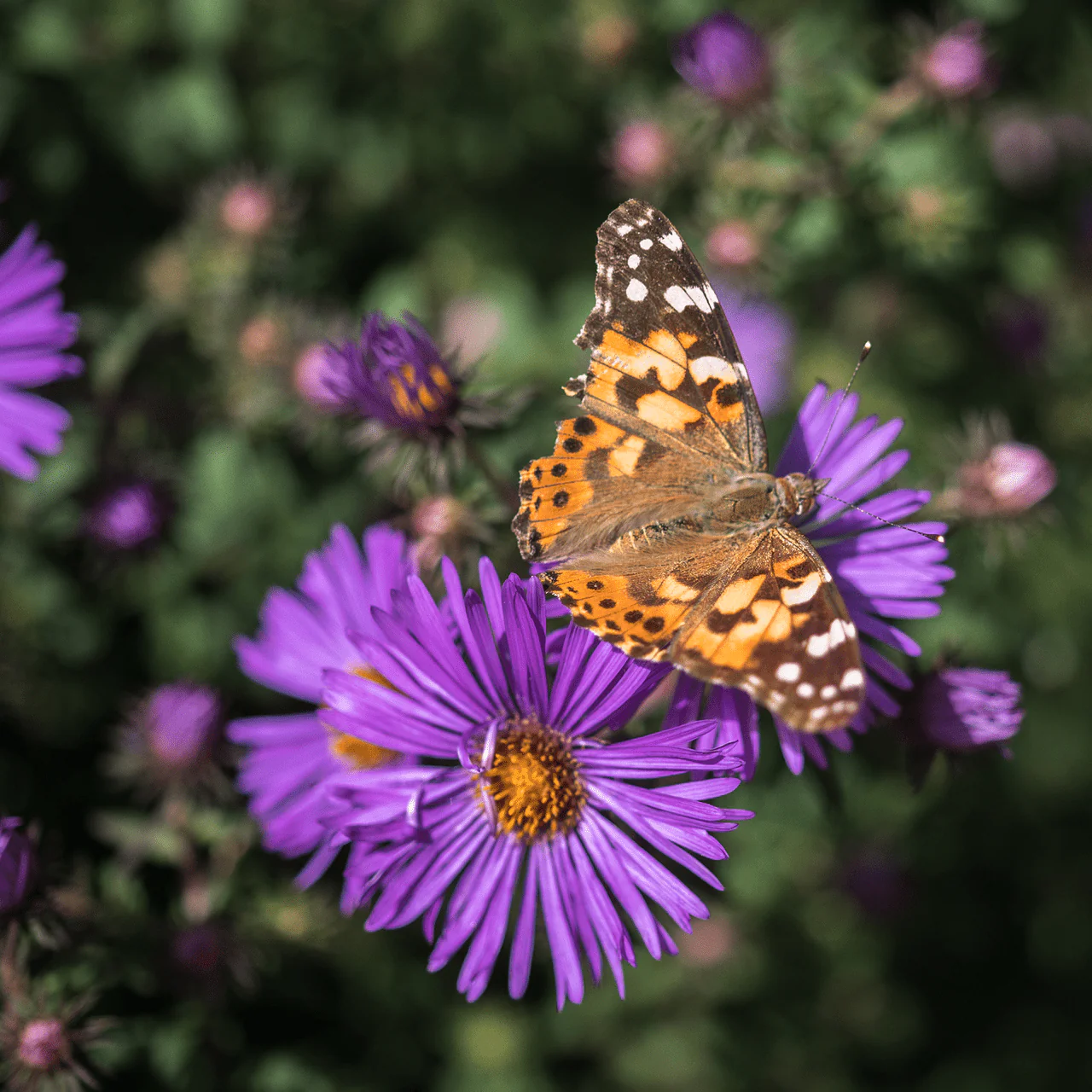 New England Aster (Symphyotrichum novae-angliae) - Image 7