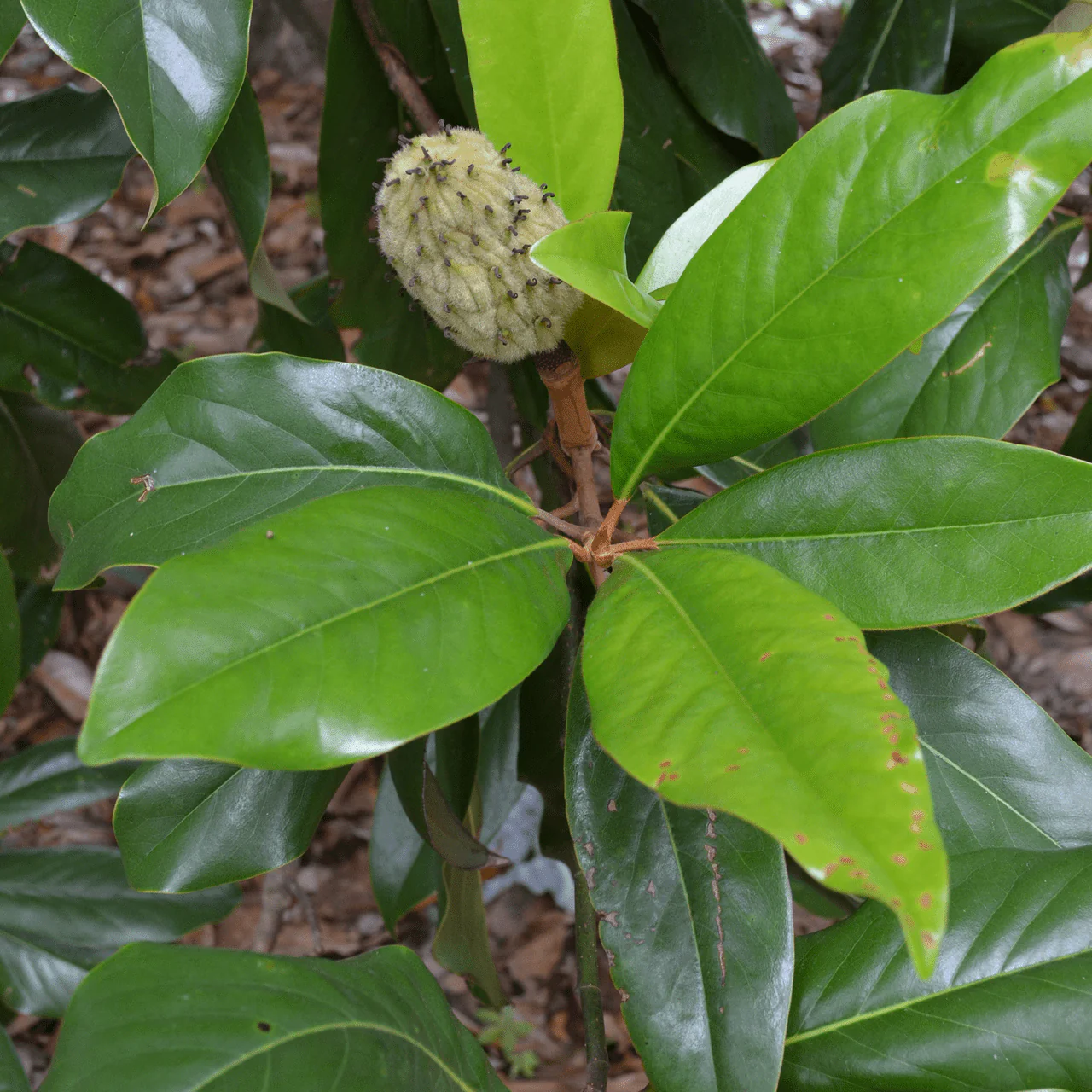 Southern Magnolia (Magnolia grandiflora) - Image 4