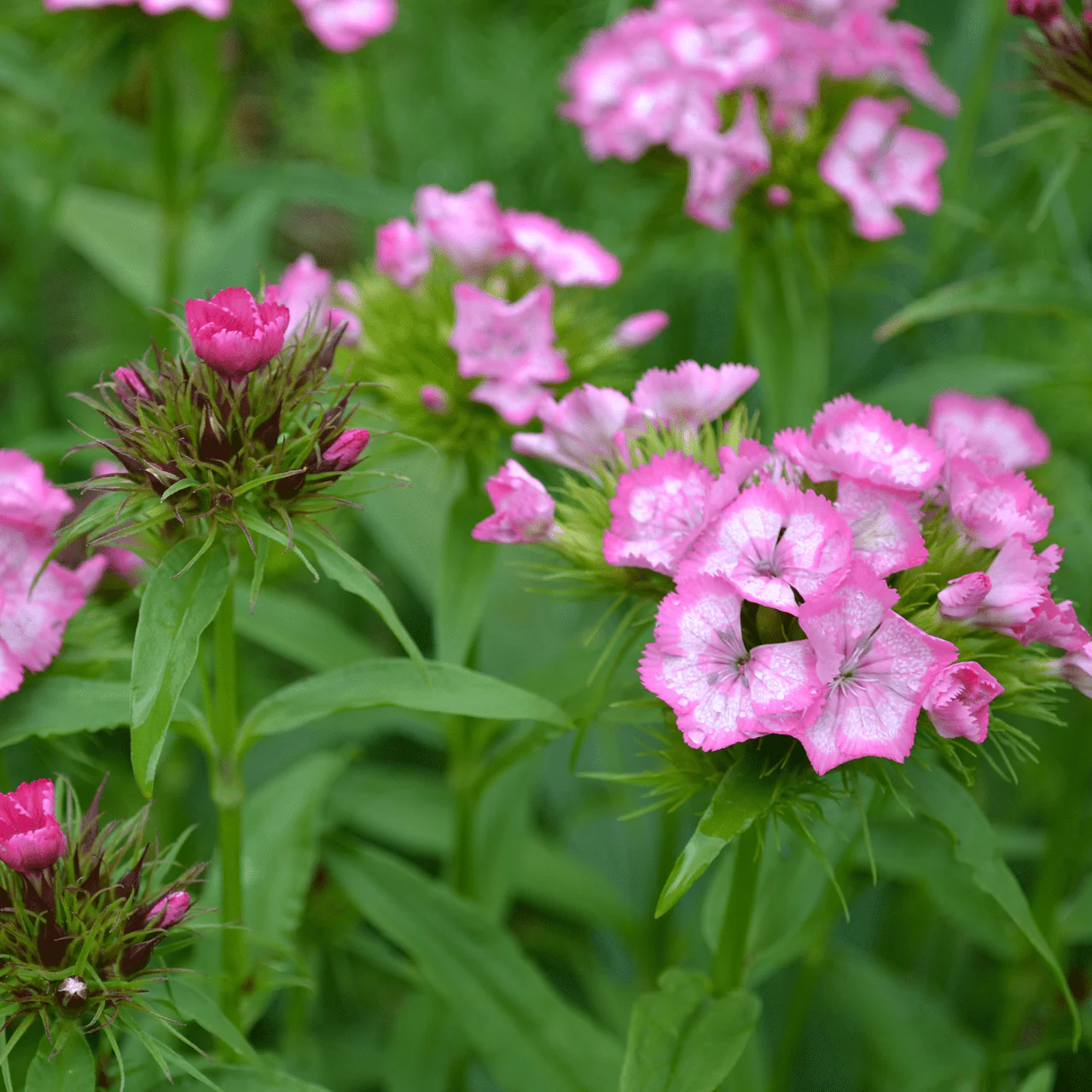 Sweet William Seeds (Dianthus barbatus) - Image 3